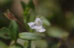 yellowseed false pimpernel